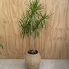 Dracaena in SeaGrass Pot scaled