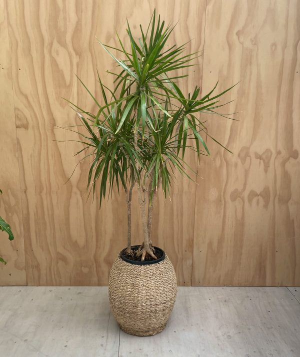 Dracaena in SeaGrass Pot scaled