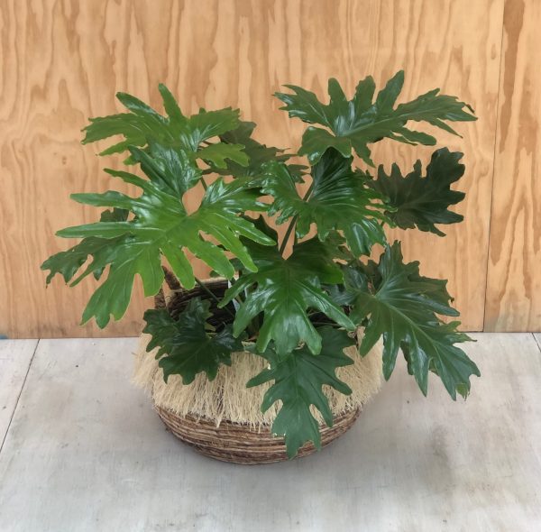 philodendron in fringed basket for rent