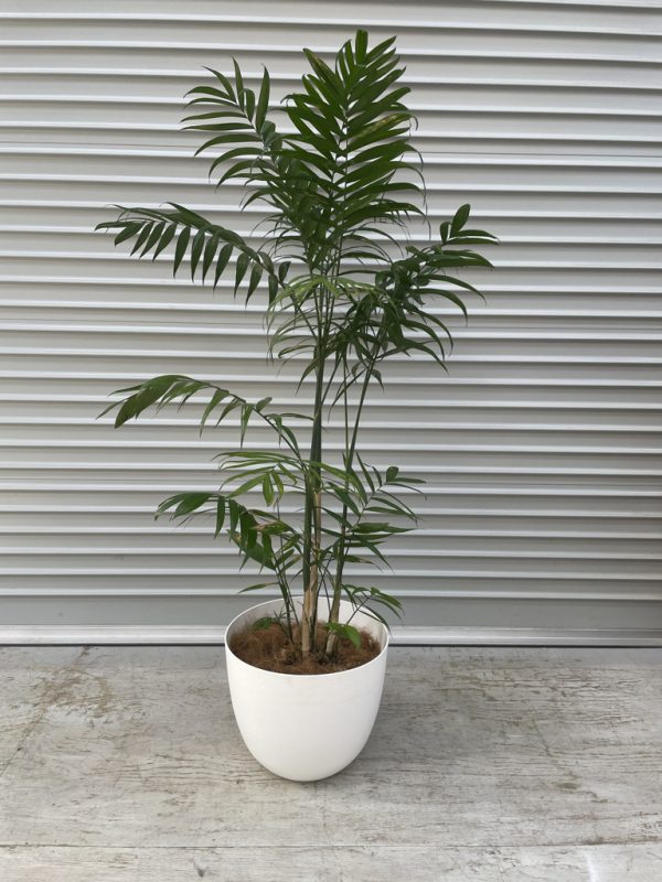 Cane Palm in White Pot